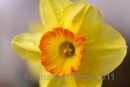 Dewy Jonquil daffodil